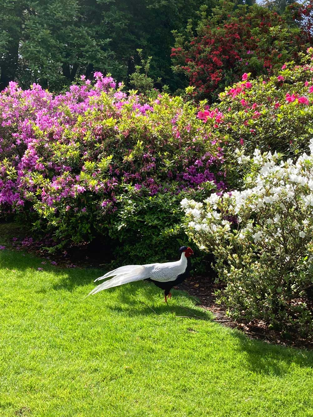 Prachtvoller Garten auf den Boromäische Inseln