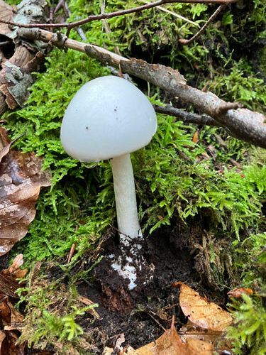 Kegelhütiger Knollenblätterpilz 24