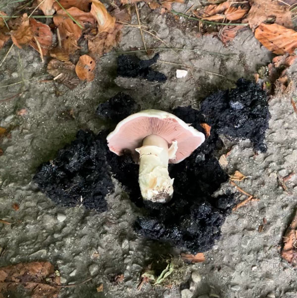 Stadt Champignon
