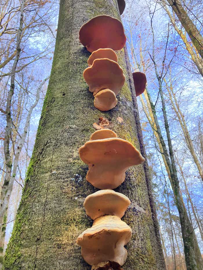 Echter Zunderschwamm 2025