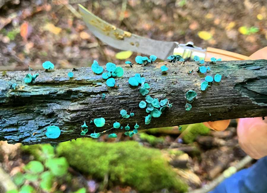 Kleinsporiger Grünspanbecherling 2025