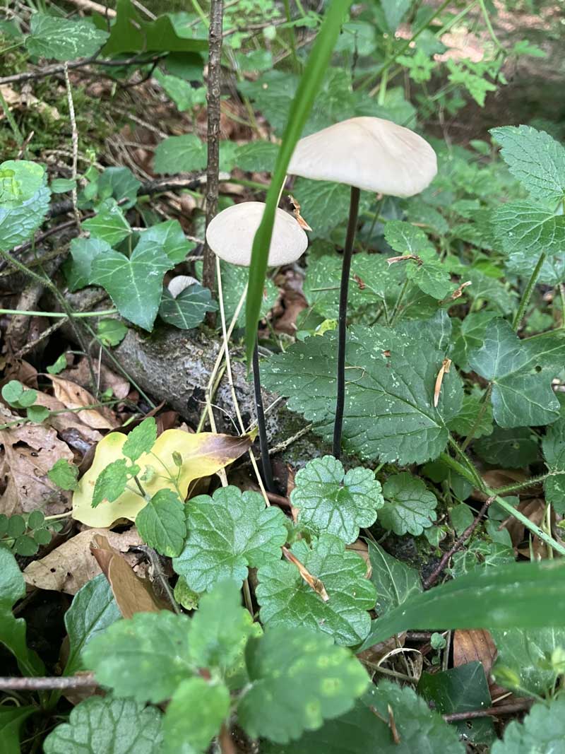 Knoblauchschwindling 2025