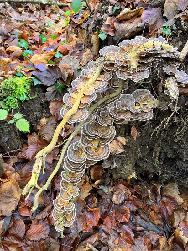 Schmetterlings-Tramete 2025